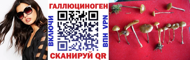 Псилоцибиновые грибы Psilocybine cubensis  Купить закладки  Ленск 